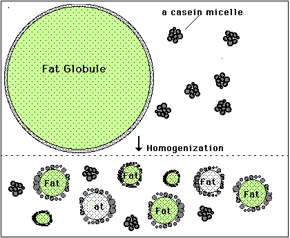 Fat Globules